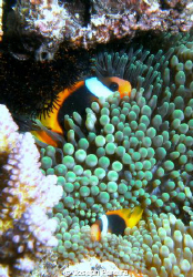 A family of clown fish I snuck up on while snorkeling at ... by Joseph Pereira 